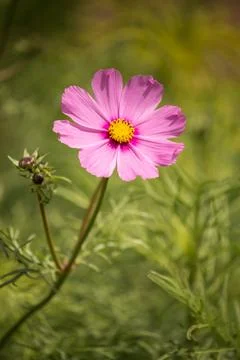 Variable pink cosmos flower Stock Photos