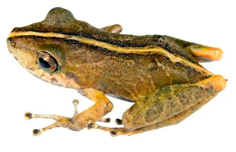Variable rain frog (pristimantis variabilis) from the ecuadorian amazon Stock-Fotos