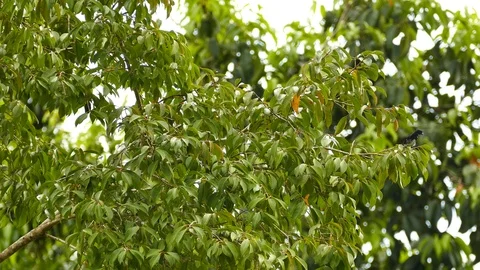 Variable seedeater black bird perched on branch with large leaf Video stock 91904952