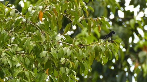 Variable seedeater black bird perched on branch with large leaf Stock-Footage 123563234