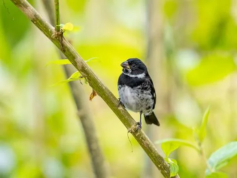 Variable seedeater perched on a tree Stock-Fotos