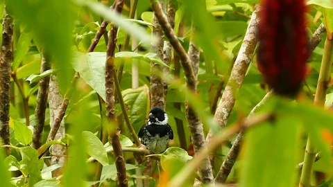 Variable seedeater shaking off feathers quickly in grooming process Video stock 123610893