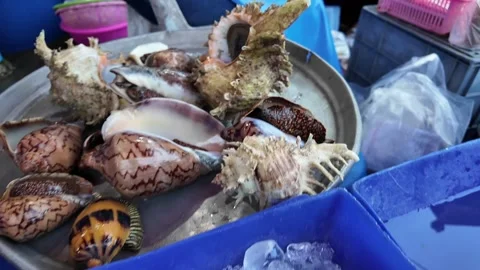 Variable shell for sale on local market Pattaya. Video stock 306661484