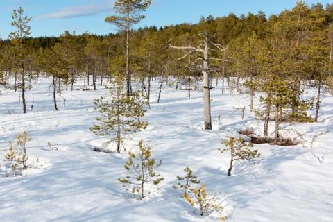 Variable sized pines at a snow-covered swamp 스톡 사진