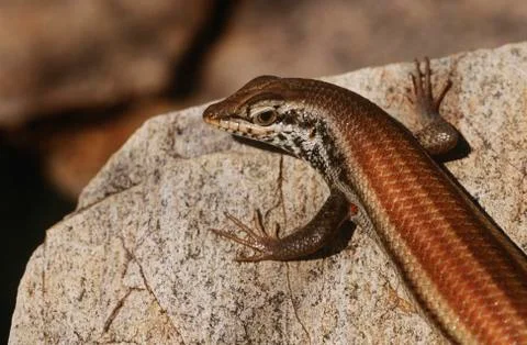 Variable Skink resting on rock elevated view Fotos de archivo