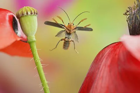 Variable soft bodied beetle Cantharis livida in flight on the inflorescences Foto stock