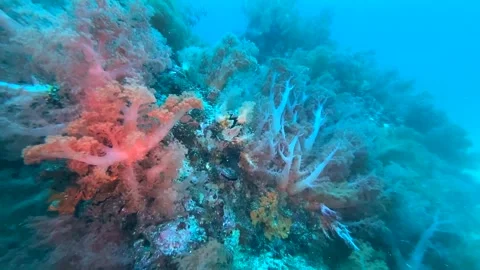 Variable Soft Coral On Shallow Coral Reef, (Dendronephthya Sp.) Philippines Video stock 243728336