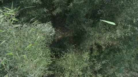 Variable speed lens of a leaf fell in the bamboo forest Stock Footage 235267236