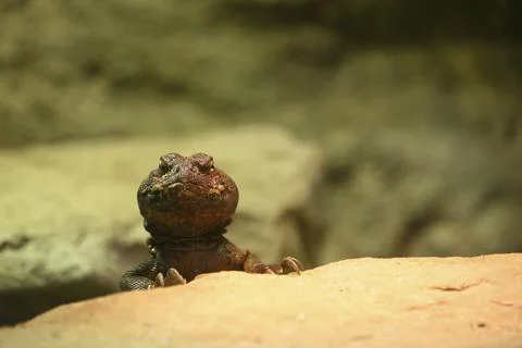Variable spiny-tailed agama (Uromastyx acanthinura) Fotos de archivo
