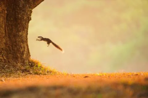 Variable squirrel jumping from a grassland to the tree. Stock Photos