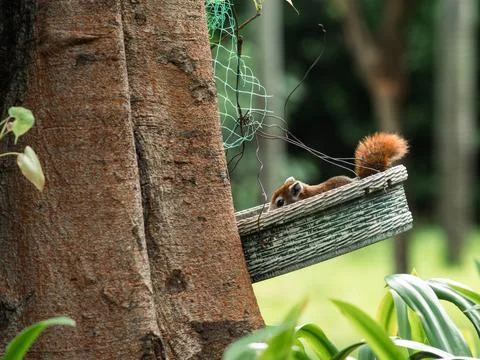 Variable Squirrel Peeking from Weathered Wicker Basket in Garden Stock Photos