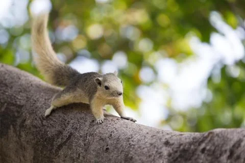 Variable squirrel Fotos de archivo