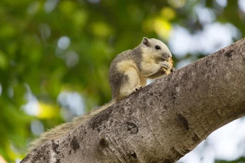 Variable squirrel Foto stock