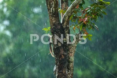 Variable Squirrel Stock Photos