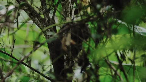Variable squirrel scratching its nose and tail. Video stock 295784408
