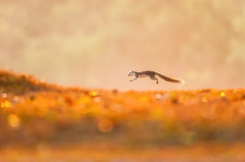Variable Squirrel in summertime. Stock Photos