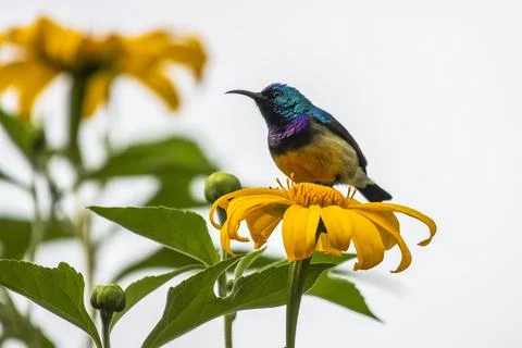 Variable Sunbird (Cinnyris venusta) perched on a yellow flower Foto stock