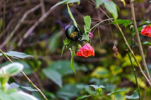 Variable Sunbird Cinnyris venustus in bright red bushes in Rwanda. Fotos de archivo