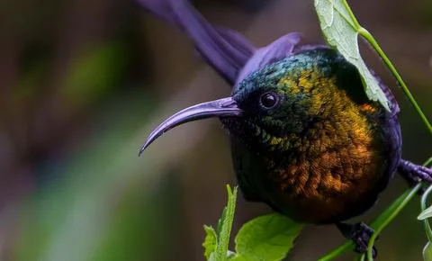 Variable Sunbird Cinnyris venustus in bright red bushes in Rwanda. 스톡 사진