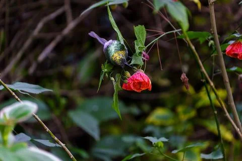 Variable Sunbird Cinnyris venustus in bright red flowering bushes in Rwanda. Stock-Fotos