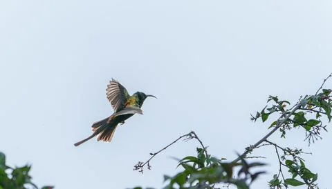 Variable Sunbird, Cinnyris venustus in flight Stock-Fotos