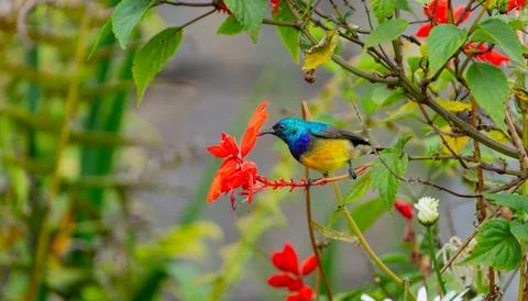 Variable Sunbird Cinnyris venustus in flowering bush 스톡 사진