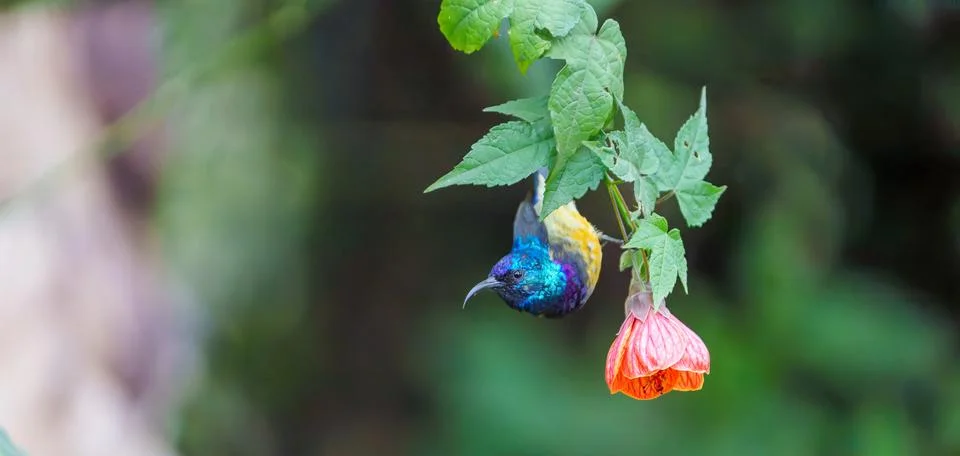 Variable Sunbird, Cinnyris venustus upside down on hibiscus branch with red.. 스톡 사진