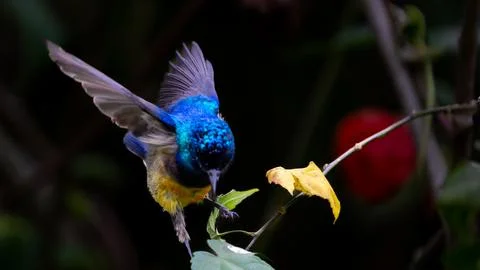 Variable Sunbird or Cinnyris venustus in flowering bush Stock-Fotos