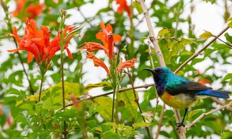 Variable Sunbird or Cinnyris venustus feeding in cape Honeysuckle tecomaria.. 스톡 사진