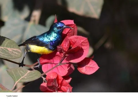 Variable sunbird Stock-Fotos