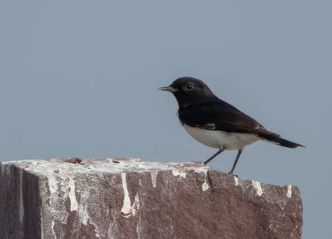 Variable wheatear (Oenanthe picata) at Desert National Park in Rajasthan, Ind Stock Photos