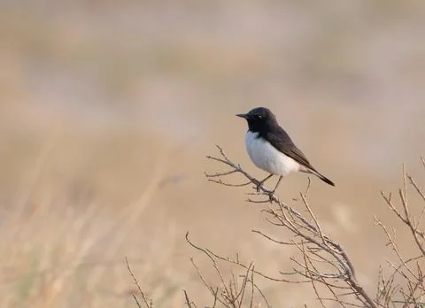 Variable wheatear (Oenanthe picata) at Desert National Park in Rajasthan, Ind Foto stock