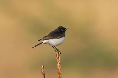 Variable Wheatear, Oenanthe picata, Nal Sarovar Bird Sanctuary, Gujarat, Indi Stock-Fotos