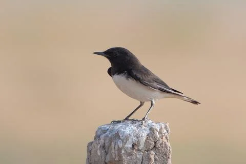 Variable wheatear or Oenanthe picata at Desert National Park in Rajasthan, .. Stock-Fotos