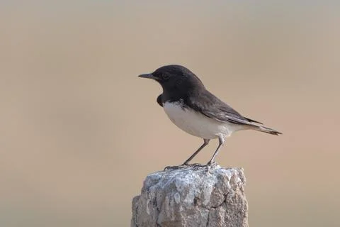 Variable wheatear or Oenanthe picata at Desert National Park in Rajasthan, .. Stock-Fotos