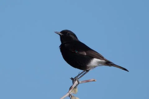 Variable wheatear or Oenanthe picata at Jorbeer carcass dump in Rajasthan, .. 스톡 사진