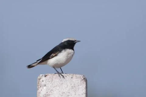 Variable wheatear or Oenanthe picata at Jorbeer carcass dump in Rajasthan, .. Stock-Fotos