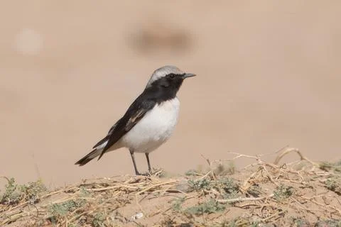 Variable wheatear or Oenanthe picata at Jorbeer carcass dump in Rajasthan, .. Foto stock