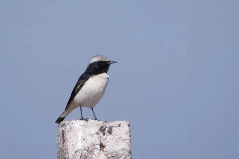Variable wheatear or Oenanthe picata at Jorbeer carcass dump in Rajasthan, .. Stock Photos