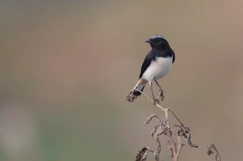 Variable wheatear Stock-Fotos