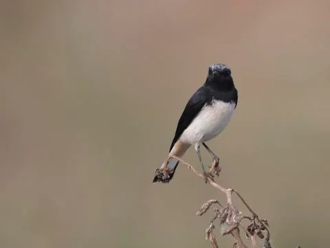 Variable wheatear Foto stock