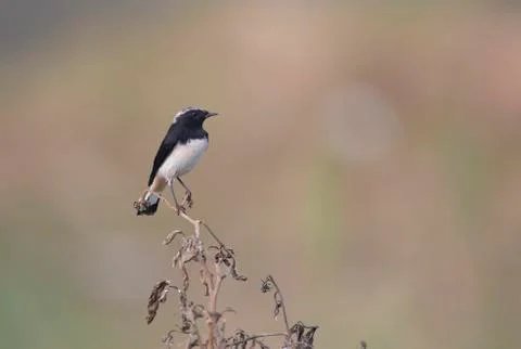 Variable wheatear Stock-Fotos