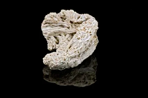 Variable worm shell Stock Photos