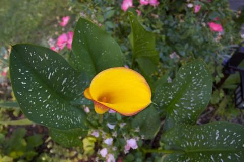 Variagate calla lily Stock Photos