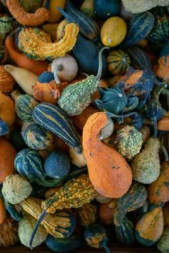 Variation of different pumpkins for decoration Stock Photos