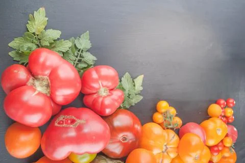 Variation of fresh ripe tomatoes Foto stock