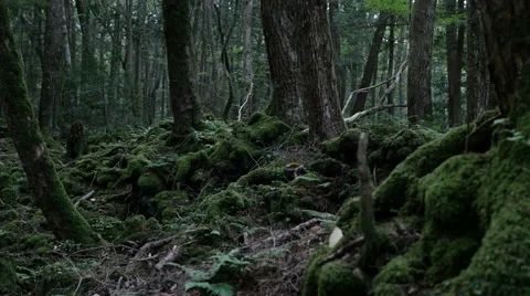 Variation of pan shots in a forest building over the volcanic ashes of Mt. Fuji Stock Footage 61684137