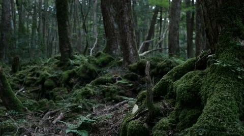 Variation of pan shots in a forest building over the volcanic ashes of Mt. Fuji Stock Footage 61684644