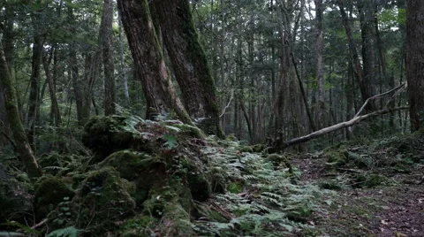 Variation of pan shots in a forest building over the volcanic ashes of Mt. Fuji Stock Footage 61684960