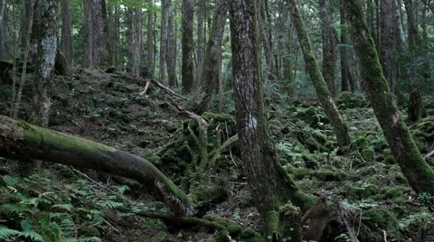 Variation of pan shots in a forest building over the volcanic ashes of Mt. Fuji Stock Footage 61685702